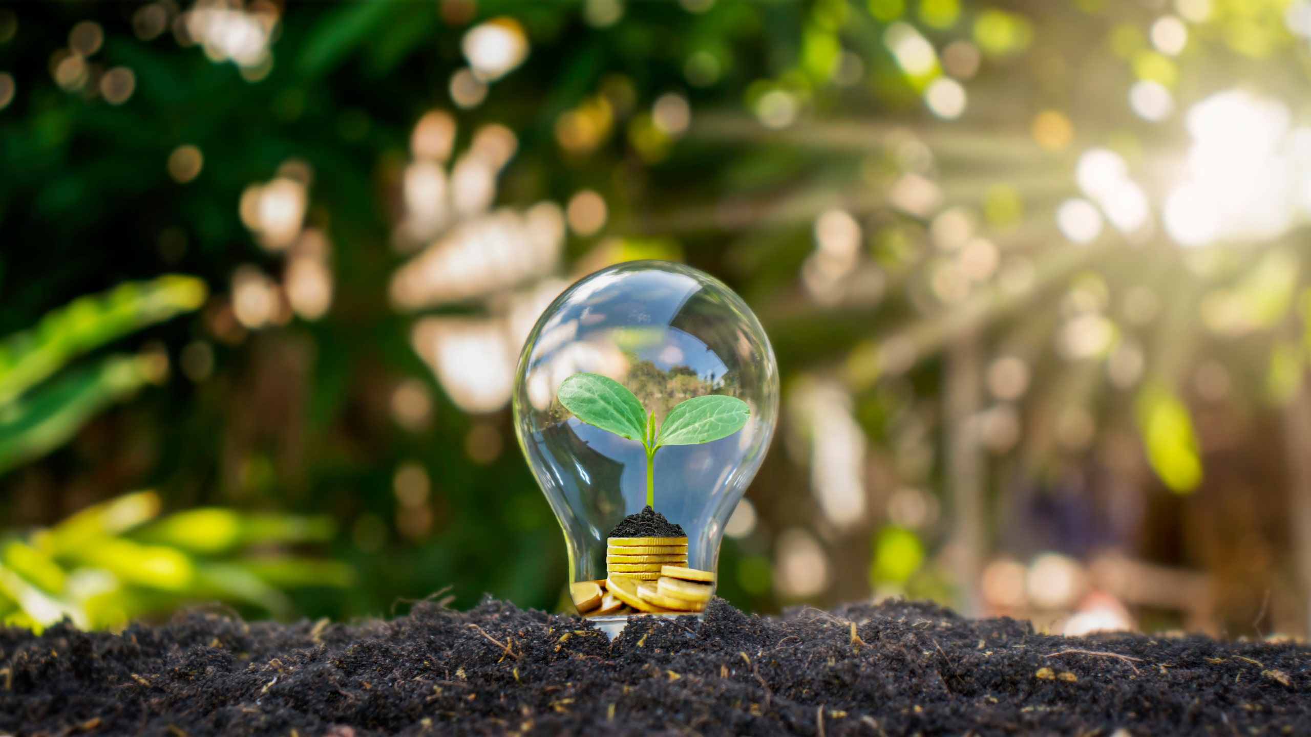 Energie verde: bula speculativă și riscul insolvenței - Piperea & Asociații - firma avocatura